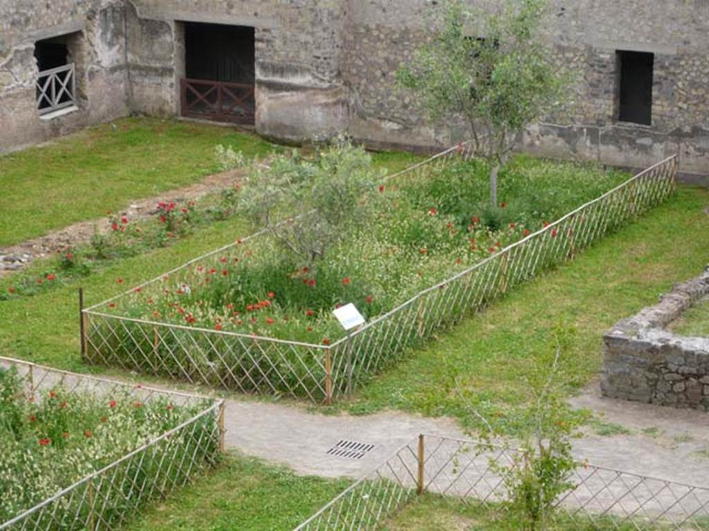 Oplontis, May 2010. Area 56, the replanted south-east corner of the north garden. Photo courtesy of Buzz Ferebee.