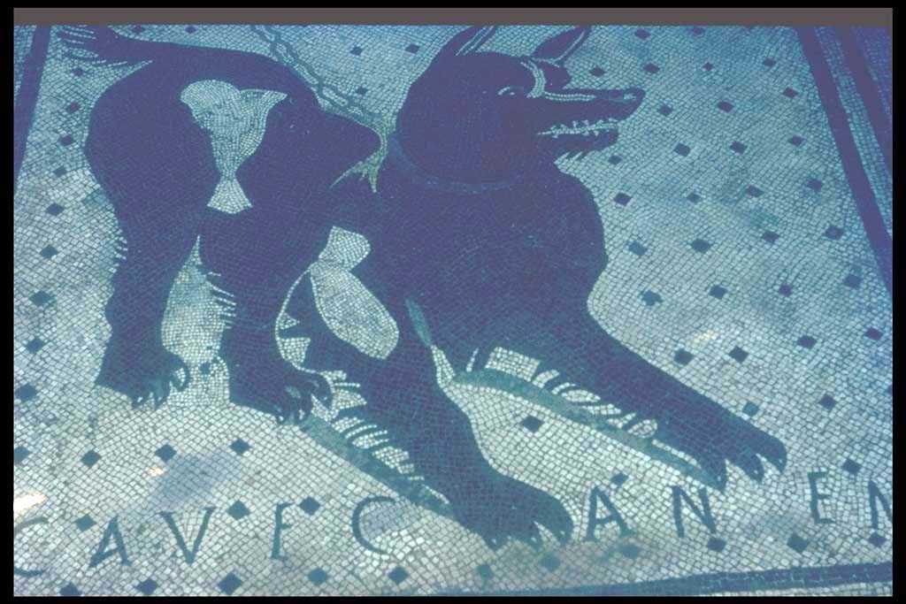 VI.8.5 Pompeii. Cave Canem mosaic.
Photographed 1970-79 by Günther Einhorn, picture courtesy of his son Ralf Einhorn.
