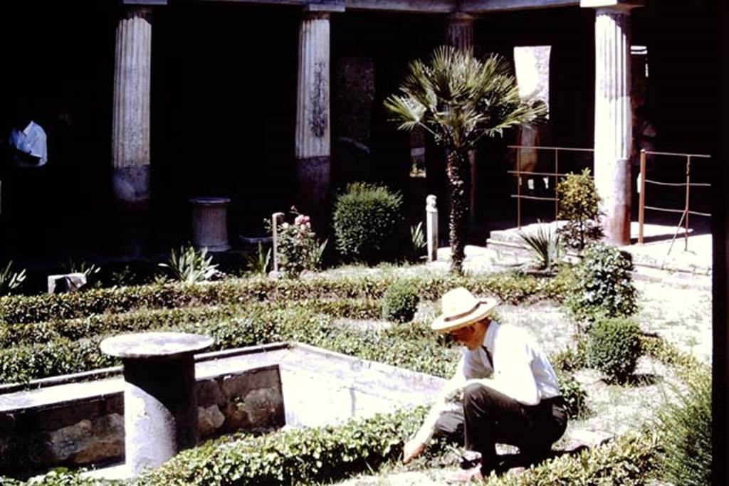 VI.16.7 Pompeii, 1968. Looking towards the north-east corner with Stanley doing some weeding.  Photo by Stanley A. Jashemski.
Source: The Wilhelmina and Stanley A. Jashemski archive in the University of Maryland Library, Special Collections (See collection page) and made available under the Creative Commons Attribution-Non Commercial License v.4. See Licence and use details. J68f0086
